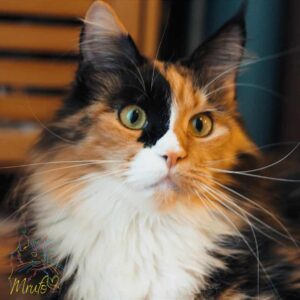 kotka Maine Coon